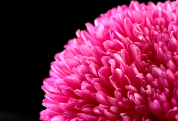 Siyah arka plan üzerinde güzel aster çiçek — Stok fotoğraf