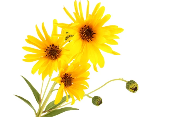 Güzel sarı çiçekler üzerinde beyaz izole — Stok fotoğraf