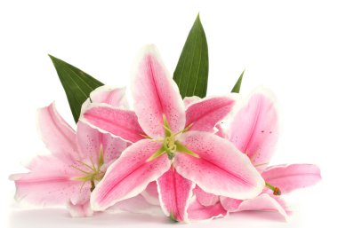 Güzel pembe zambak, beyaz üzerine izole edilmiş.
