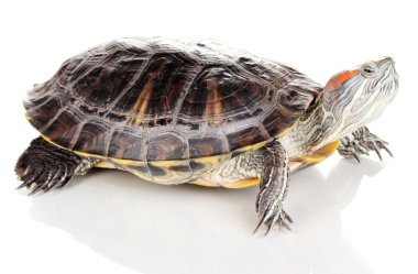 beyaz izole kırmızı kulak kaplumbağa