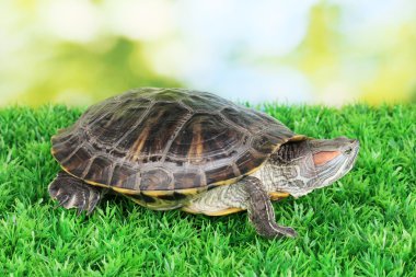 çimenlerin üzerinde parlak arka plan üzerinde kırmızı kulak kaplumbağa