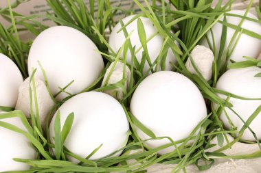 çevre dostu yumurta kutusu yakın çekim