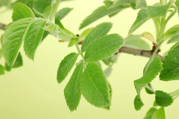 Ramură cu frunze verzi pe fundal verde — Fotografie, imagine de stoc