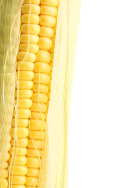 Fresh corn, isolated on white — Stock Photo, Image
