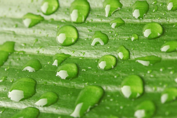 Prachtige groene blad met druppels water close-up — Stockfoto