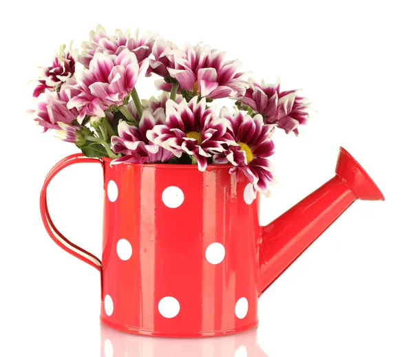 Colorful chrysanthemums in red watering can with white polka dot isolated o — Stock Photo, Image