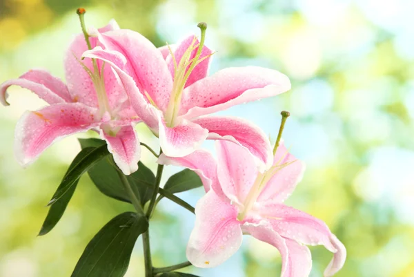 Beautiful pink lily, on green background — Stock Photo, Image