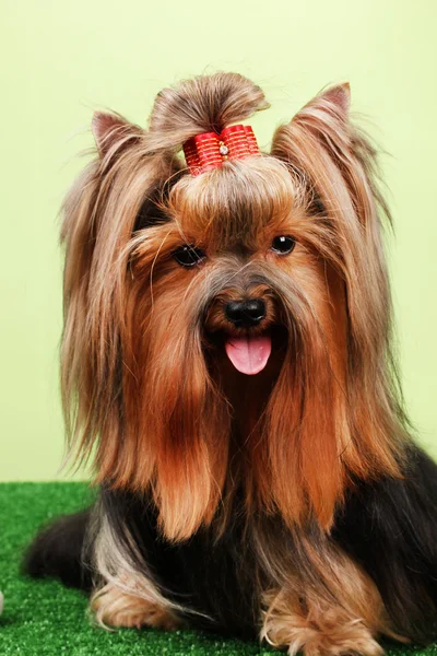 Hermoso yorkshire terrier sobre hierba sobre fondo colorido — Foto de Stock