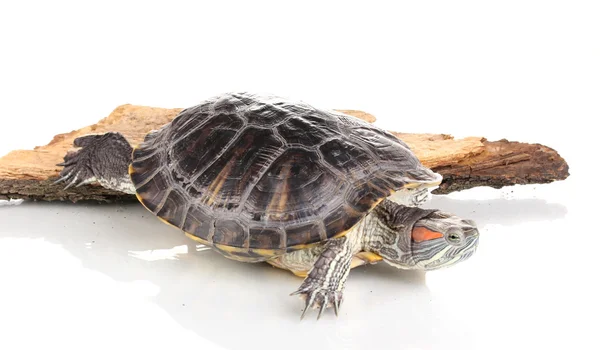 Tortue oreille rouge isolée sur blanc — Photo