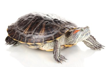 beyaz izole kırmızı kulak kaplumbağa