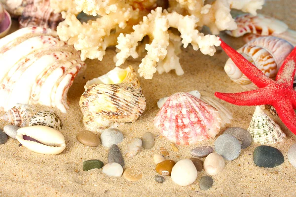 Sea coral with shells close-up — Stock Photo, Image