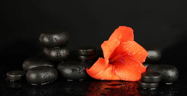 Piedras de spa con capullo de gladiolo aislado en negro —  Fotos de Stock