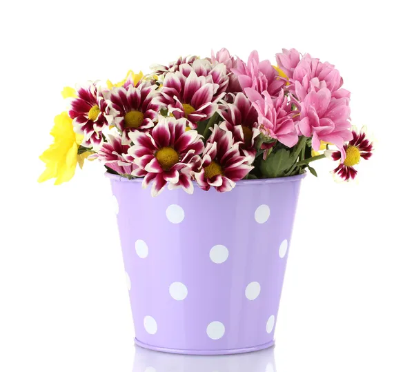 Colorful chrysanthemums in violet bucket with white polka dot isolated on w — Stock Photo, Image