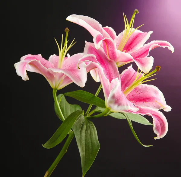 Vacker rosa lilja, på svart-lila bakgrund — Stockfoto