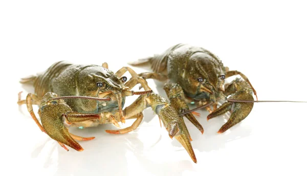 흰색 배경에 고립 된 살아있는 crayfishes — 스톡 사진