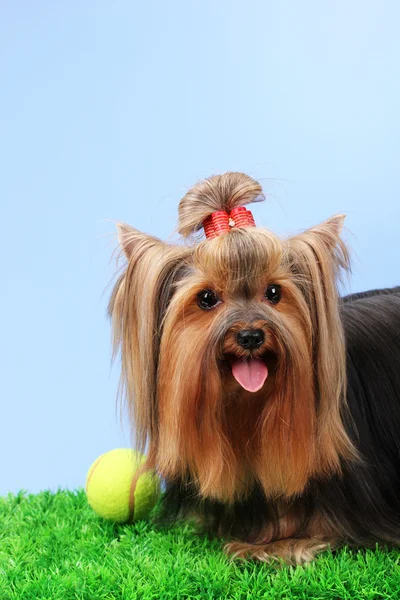 Vackra yorkshire terrier på gräs på färgstarka bakgrund — Stockfoto