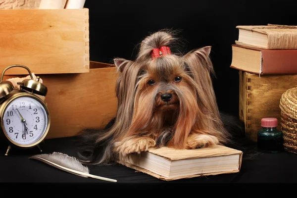 Beautiful yorkshire terrier surrounded by antiques on black background — Stock Photo, Image