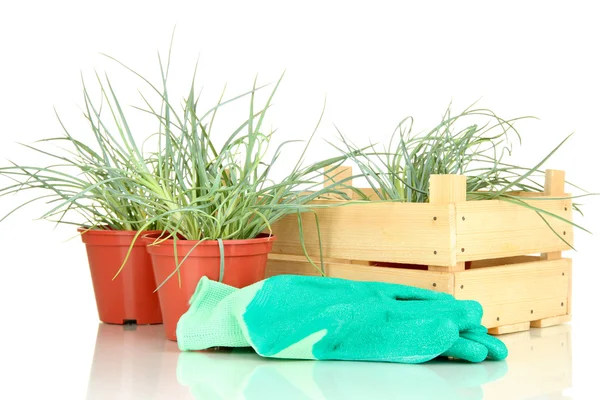 Potten met zaailing geïsoleerd op wit — Stockfoto