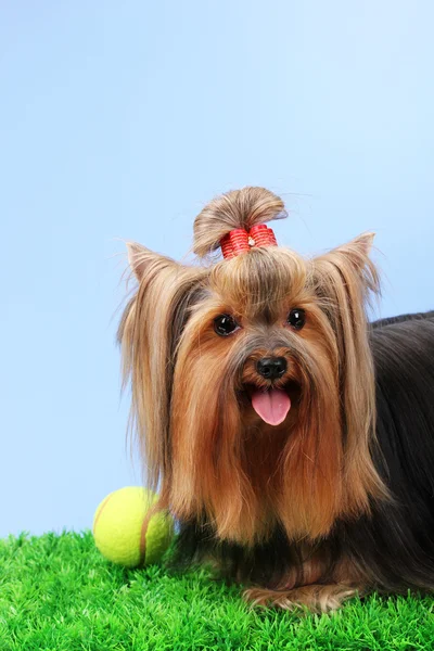 Beautiful yorkshire terrier on grass on colorful background Stock Picture