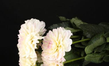 güzel beyaz dahlias üzerinde arka plan siyah yakın çekim