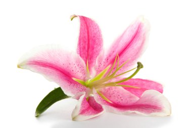 Güzel pembe zambak, beyaz üzerine izole edilmiş.