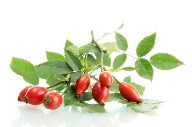 Olgun kalça gül dalı yapraklarla üzerine beyaz izole