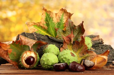 kestane ile sonbahar yaprakları ve kabuk kurutulmuş