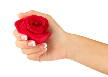 Kadın eli ile beyaz zemin üzerine kırmızı gül