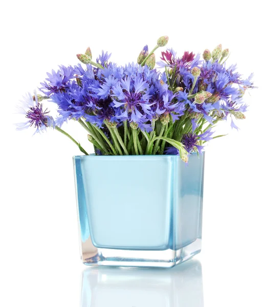 Cornflowers in vase isolated on white — Stock Photo, Image