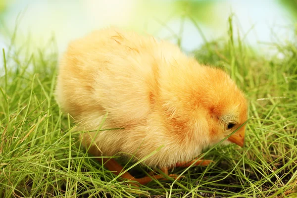 Schönes kleines Huhn auf grünem Gras im Garten — Stockfoto