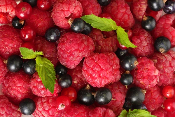 Ripe berries with mint, close up — Stock Photo, Image