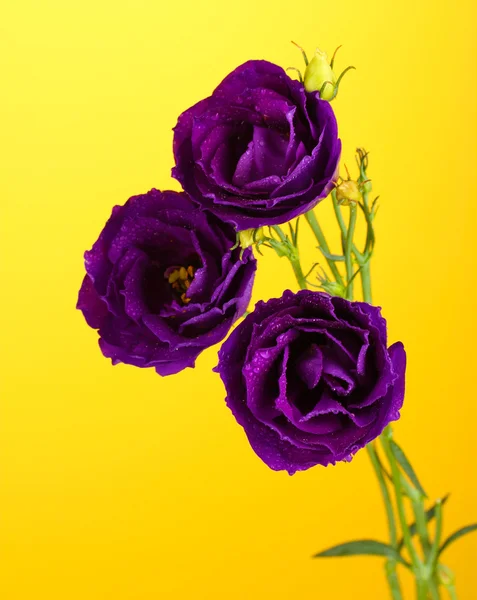 Purple eustoma on yellow background — Stock Photo, Image