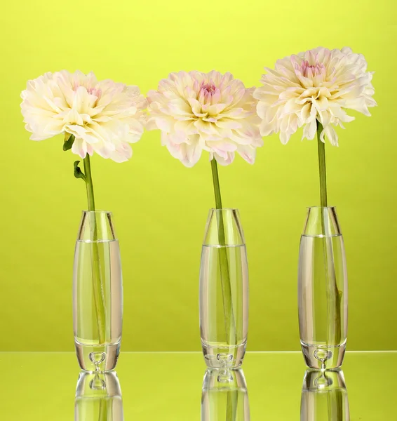 Beautiful white dahlias in glass vases on green background close-up — Stock Photo, Image