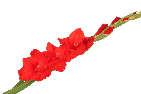 Gren av röda gladiolus på vit bakgrund närbild — Stockfoto