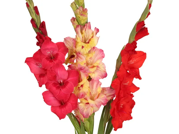 Bouquet di bellissimi gladioli colorati su sfondo bianco primo piano — Foto Stock