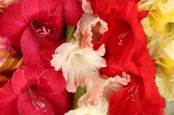 Bellissimi gladioli colorati primo piano — Foto Stock