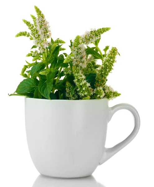 Čerstvé máty s květy v poháru, izolované na bílém — Stock fotografie