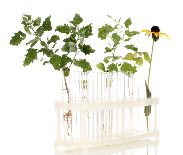 Тестовые трубки с прозрачным раствором и растение изолировано на белой спине — стоковое фото