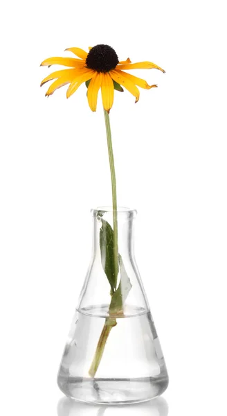 Blume im Reagenzglas isoliert auf weiß — Stockfoto