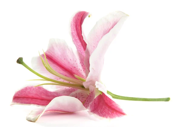 Schöne rosa Lilie, isoliert auf weiß — Stockfoto