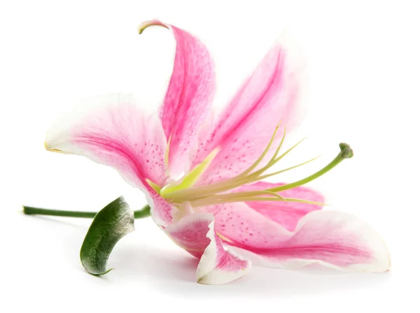 Piękna różowa lilia, odizolowana na białym — Zdjęcie stockowe