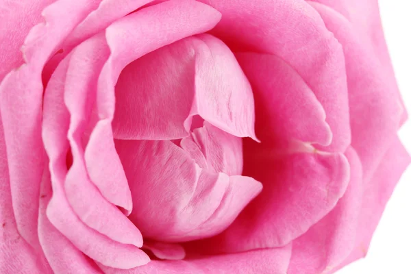 Beautiful pink rose, close up — Stock Photo, Image