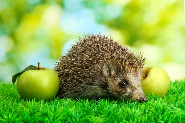 Hedgehog with apples, on grass, on green background — Stock Photo, Image