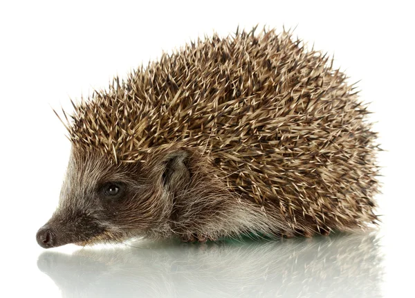 Hedgehog, isolated on white — Stock Photo, Image