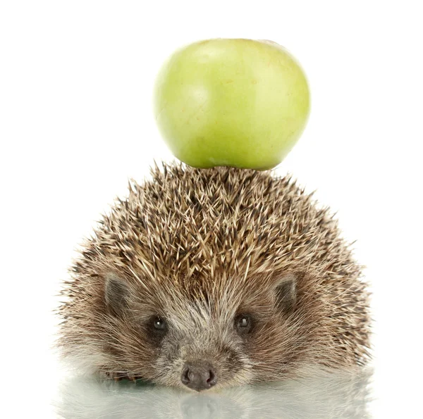 Hedgehog with apple, isolated on white — Stock Photo, Image