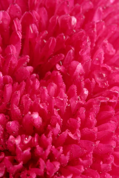 Pink aster flower, close up — Stock Photo, Image