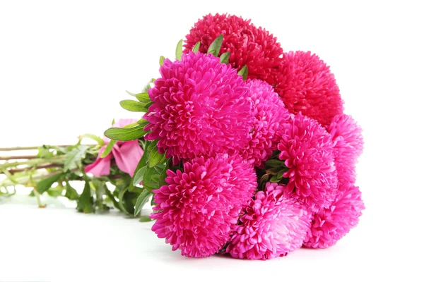 Flores de astra rosa, aisladas en blanco —  Fotos de Stock
