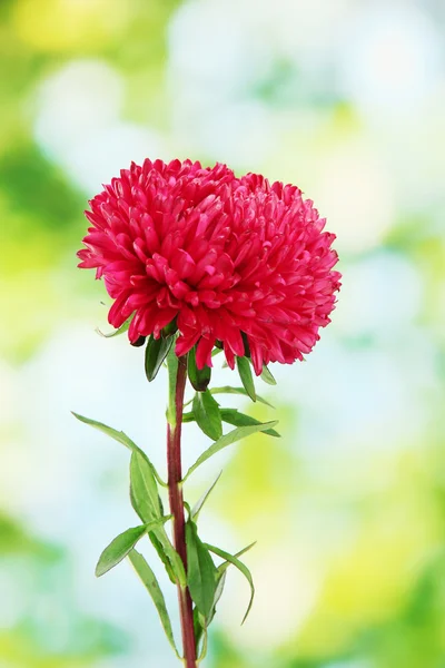 Beautiful aster flower, on green background — Stock Photo, Image