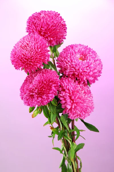 Aster piękne kwiaty, na tle różowy — Zdjęcie stockowe
