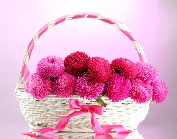 Belles fleurs aster dans le panier, sur fond rose — Photo